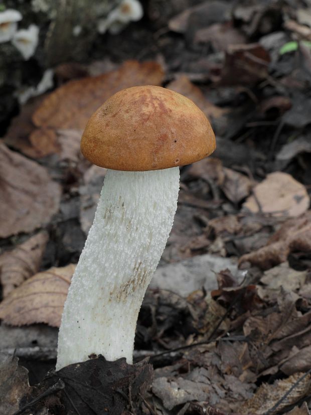 kozák osikový Leccinum albostipitatum den Bakker & Noordel.