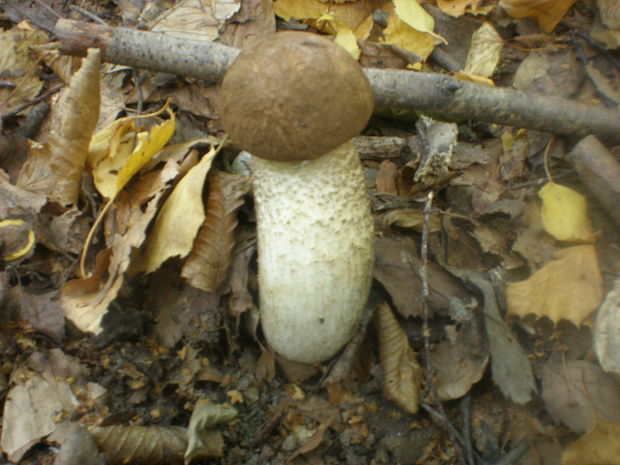 kozák brezový Leccinum scabrum (Bull.) Gray