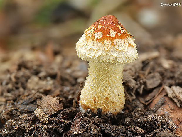 golierovka šupinkatá Leratiomyces squamosus var. squamosus (Pers.) Bridge & Spooner