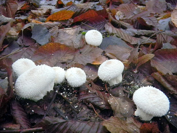 prášnica bradavičnatá Lycoperdon perlatum Pers.