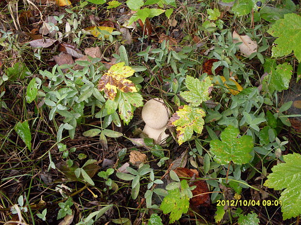 prášnica bradavičnatá Lycoperdon perlatum Pers.