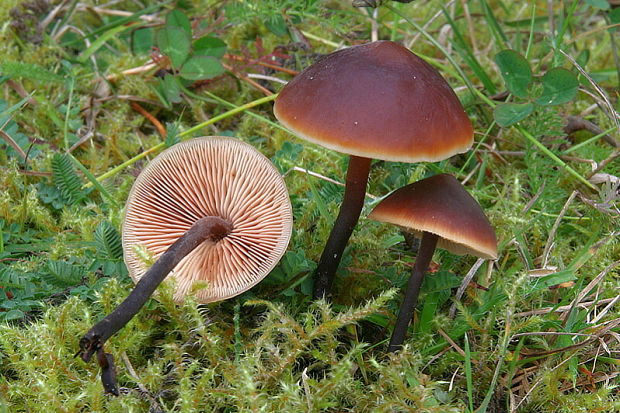 smeťovček uhorkový Macrocystidia cucumis (Pers.) Joss.