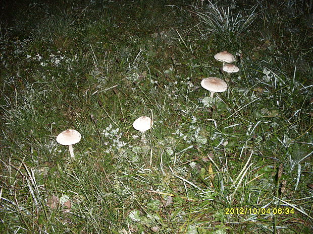 bedľa štíhla Macrolepiota mastoidea (Fr.) Singer