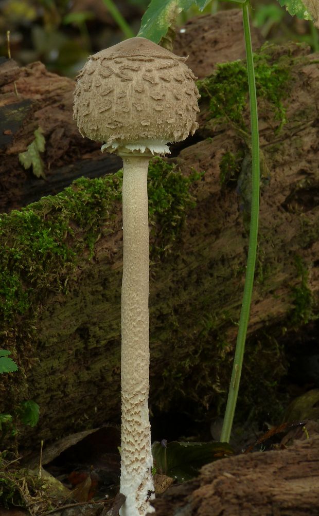 bedľa vysoká Macrolepiota procera (Scop.) Singer