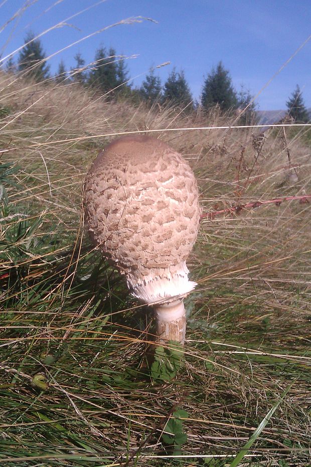 bedľa vysoká Macrolepiota procera (Scop.) Singer