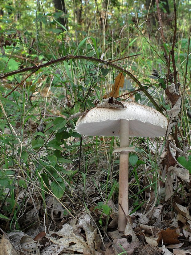 bedľa vysoká Macrolepiota procera (Scop.) Singer