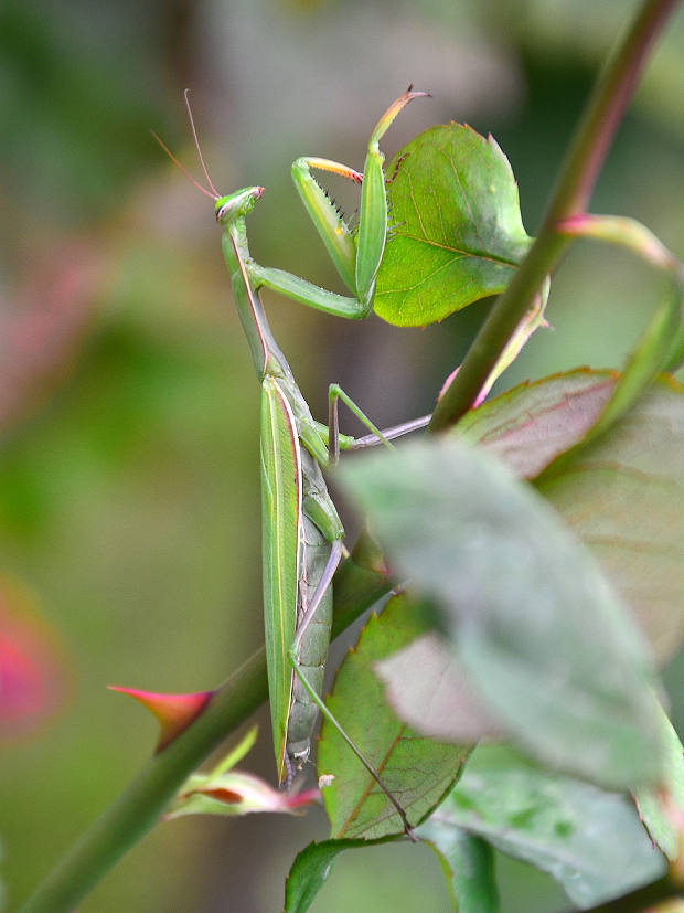 modlivka zelená Mantis religiosa