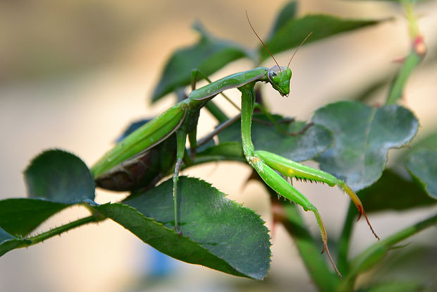 Modlivka zelená Mantis religiosa