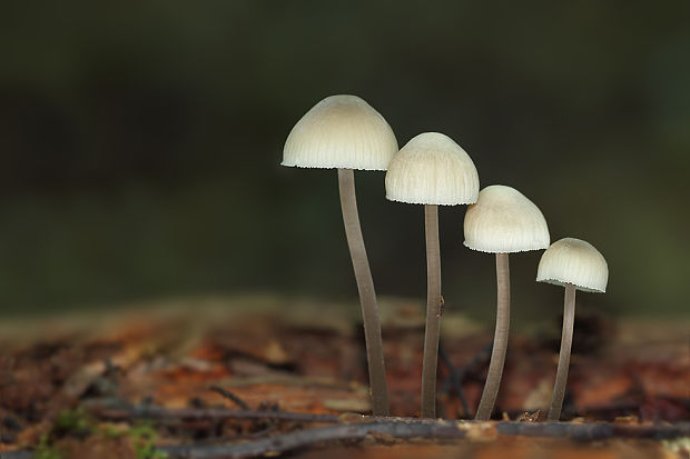 prilbička olivovožltá Mycena arcangeliana Bres.