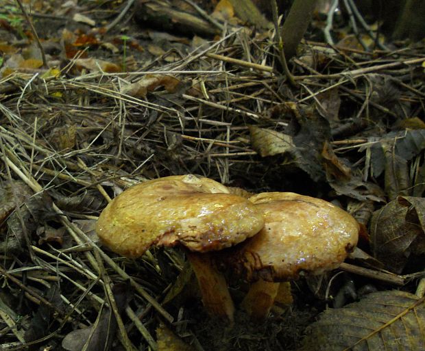 čechračka jelšová  Paxillus rubicundulus  P.D. Orton