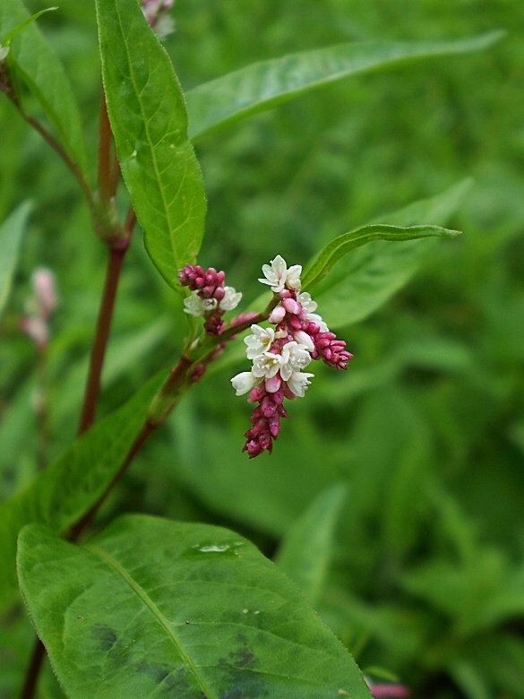 rdesno skvrnité Persicaria brittingeri  (Opiz) Opiz