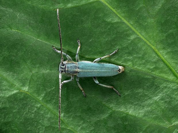 vrzúnik (sk) / kozlíček kovolesklý (cz) Phytoecia caerulescens Scopoli, 1763