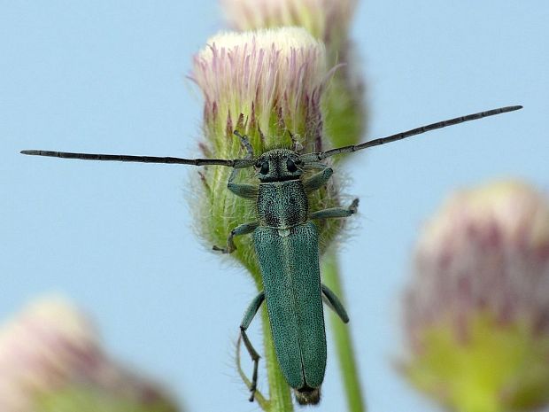 vrzúnik (sk) / kozlíček kovolesklý (cz) Phytoecia caerulescens Scopoli, 1763