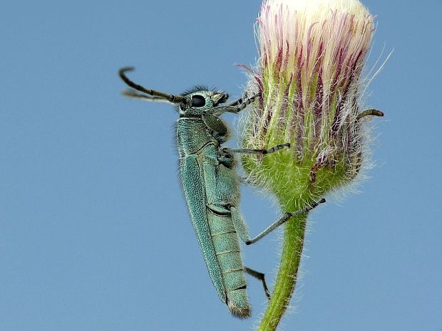 vrzúnik (sk) / kozlíček kovolesklý (cz) Phytoecia caerulescens Scopoli, 1763