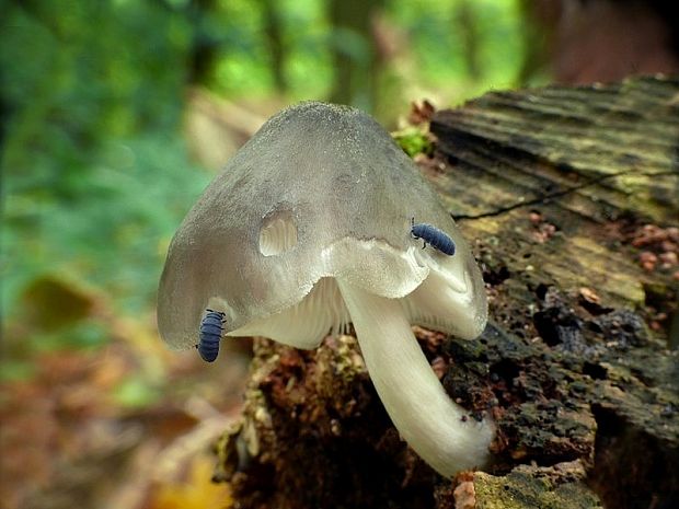 štítovka vŕbová Pluteus salicinus (Pers.) P. Kumm.