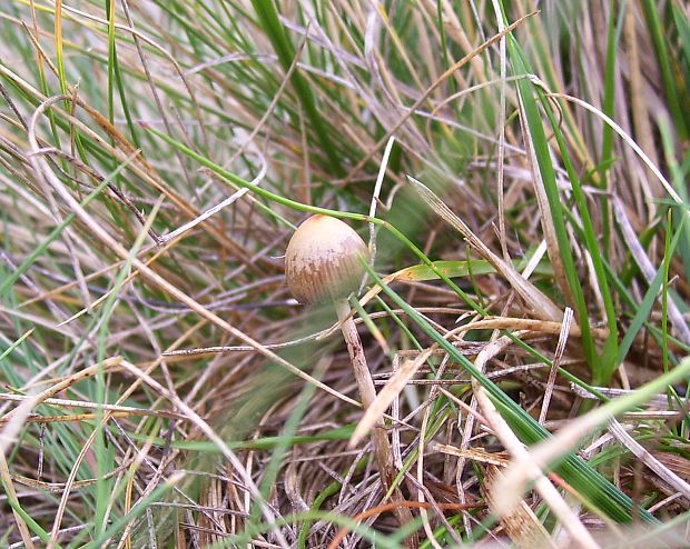 holohlavec Psilocybe sp.