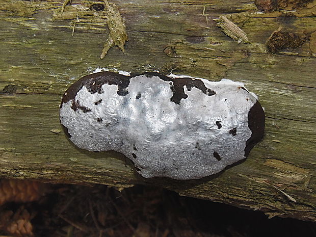 sieťnatka obyčajná Reticularia lycoperdon Bull.