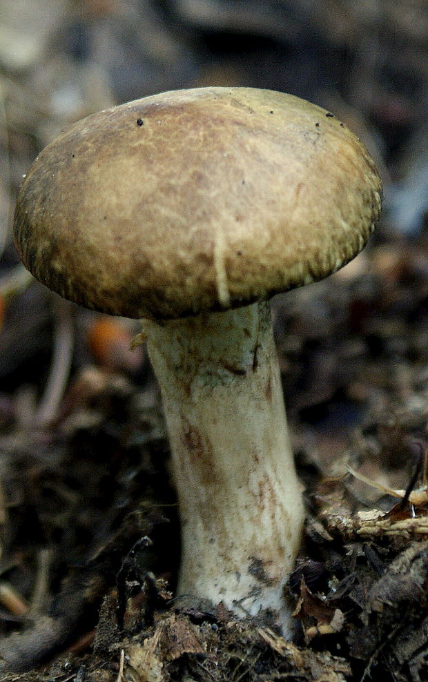 masliak lepkavý Suillus viscidus (L.) Roussel