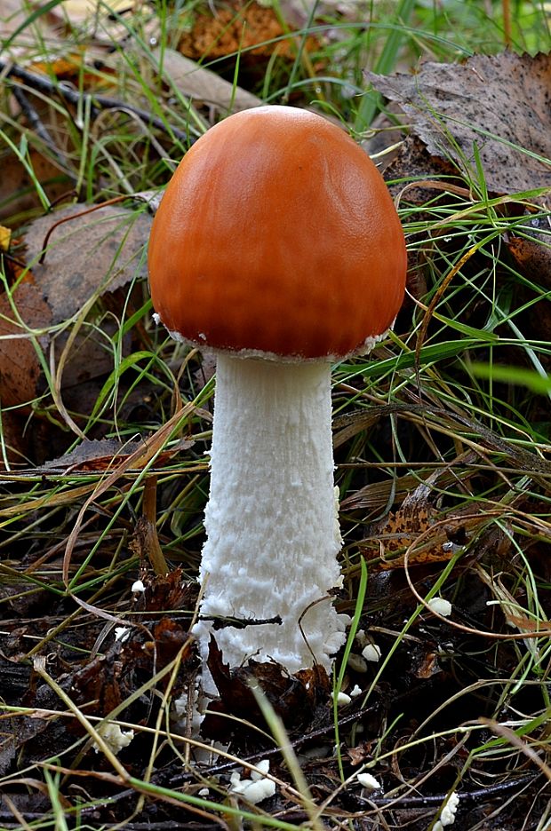 muchotrávka červená holá Amanita muscaria var. aureola (Kalchbr.) Quél.