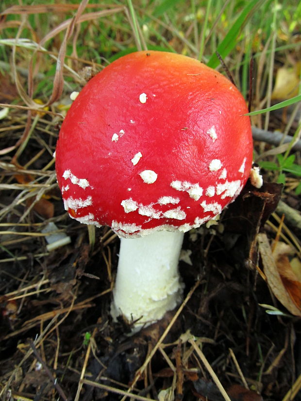 muchotrávka červená Amanita muscaria (L.) Lam.