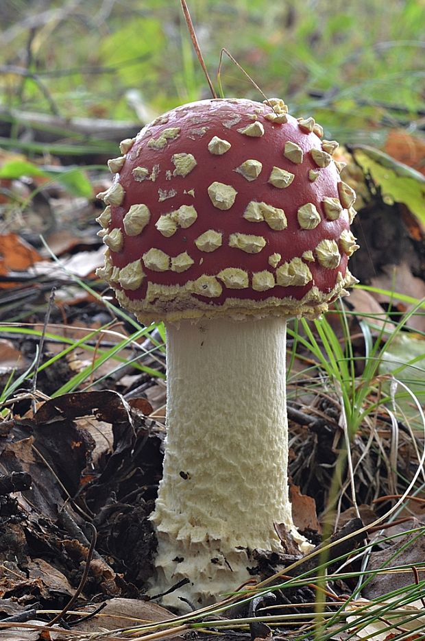 muchotrávka červená Amanita muscaria (L.) Lam.