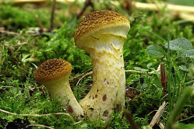 podpňovka žltá-václavka hlíznatá Armillaria gallica Marxm. & Romagn.