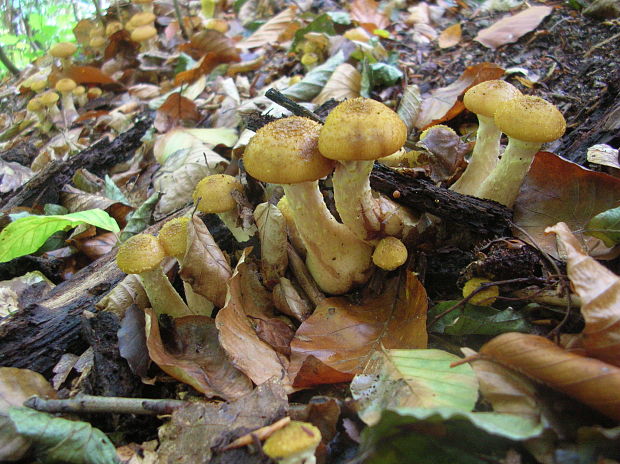 podpňovka Armillaria sp.