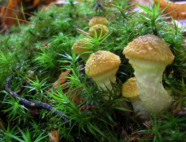 podpňovka Armillaria sp.