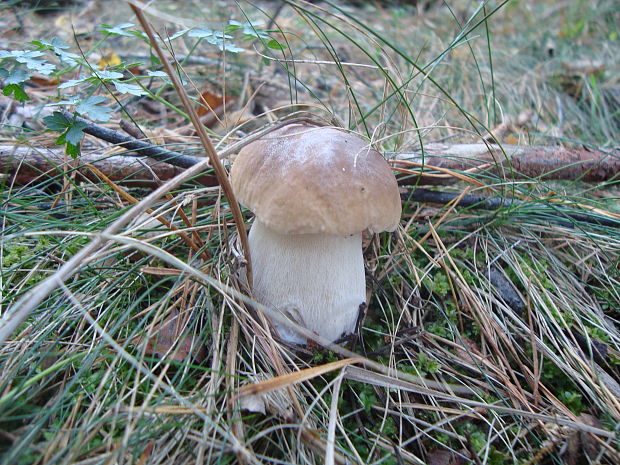 hríb smrekový Boletus edulis Bull.