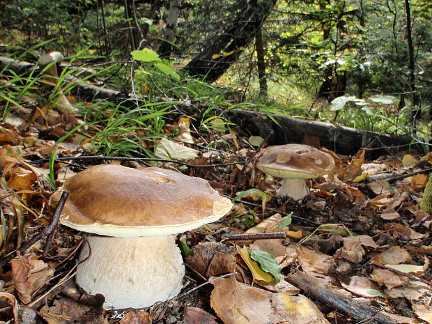 hríb smrekový Boletus edulis Bull.