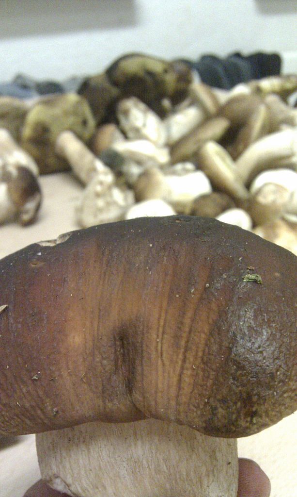 hríb smrekový Boletus edulis Bull.