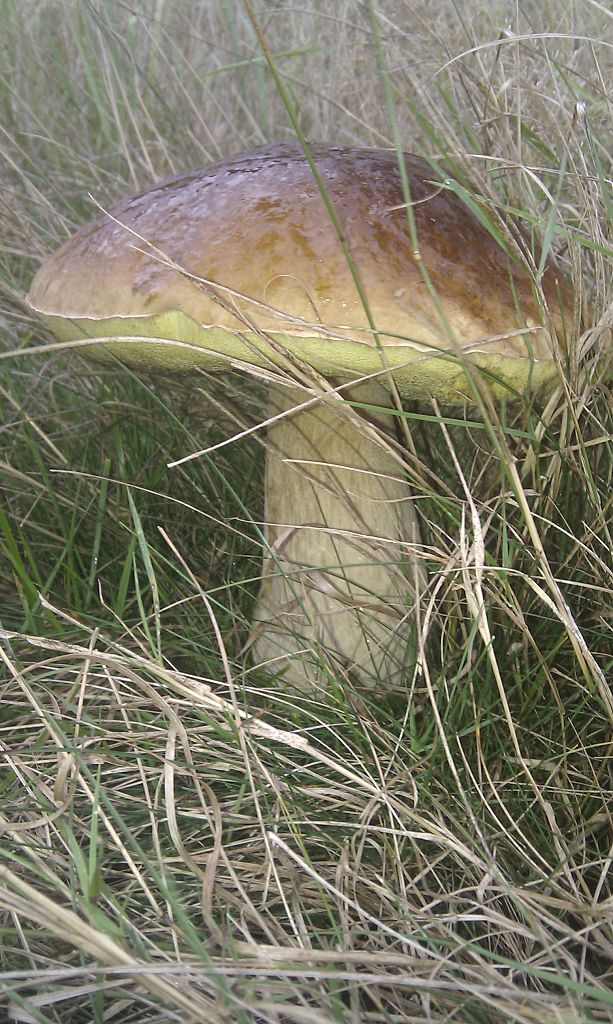 hríb smrekový Boletus edulis Bull.