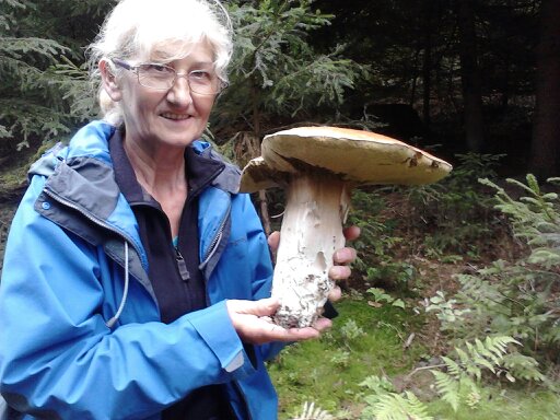 hríb smrekový Boletus edulis Bull.