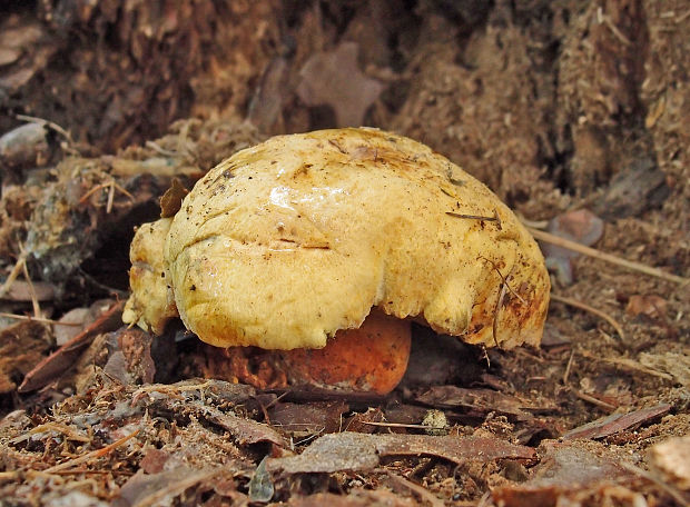 žltavec sírový Buchwaldoboletus sphaerocephalus (Barla) Watling & T.H. Li