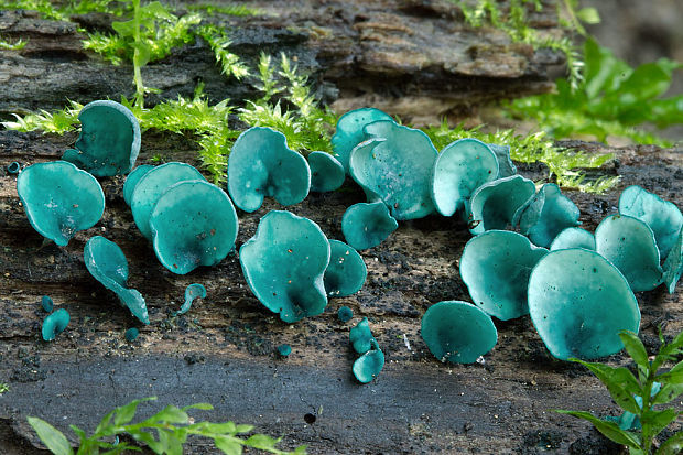 zelenica Chlorociboria sp.