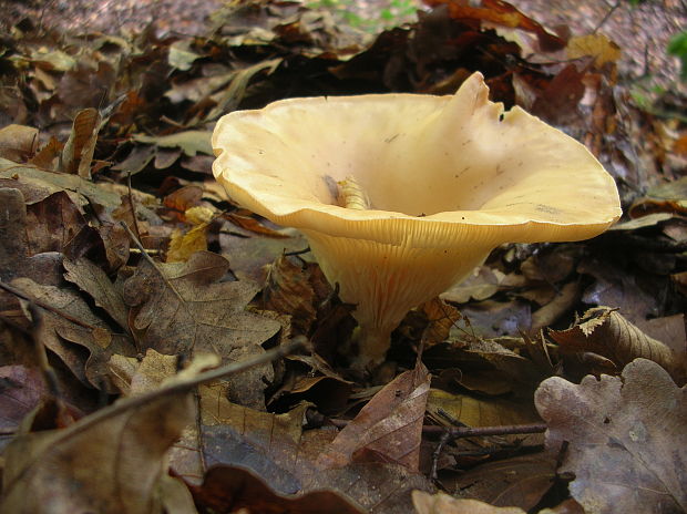 strmuľka lievikovitá Clitocybe gibba (Pers.) P. Kumm.