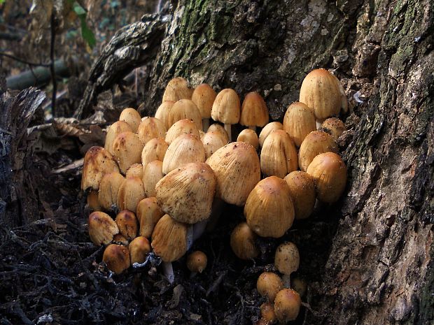 hnojník ligotavý  Coprinellus micaceus (Bull.) Vilgalys, Hopple & Jacq. Johnson