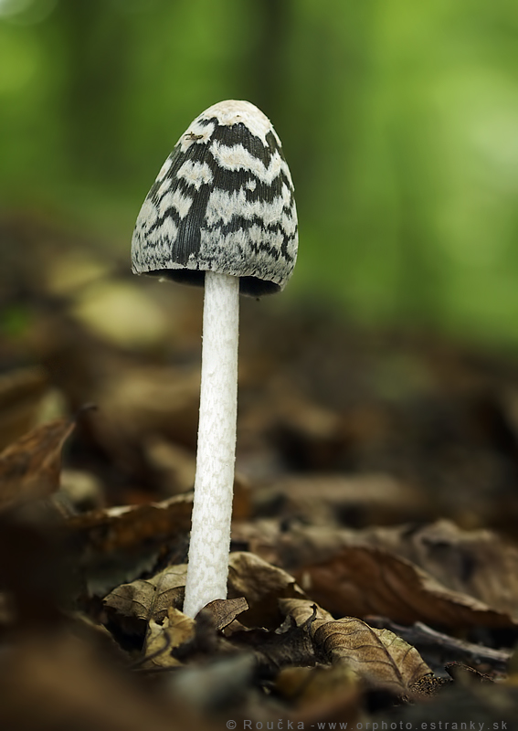 hnojník strakatý Coprinopsis picacea (Bull.) Redhead, Vilgalys & Moncalvo