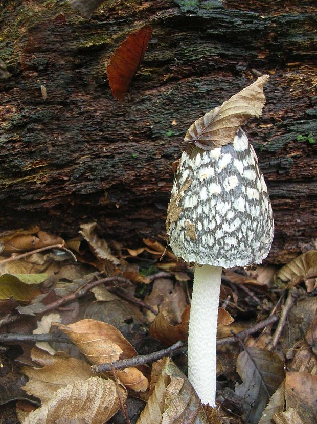 hnojník strakatý Coprinopsis picacea (Bull.) Redhead, Vilgalys & Moncalvo