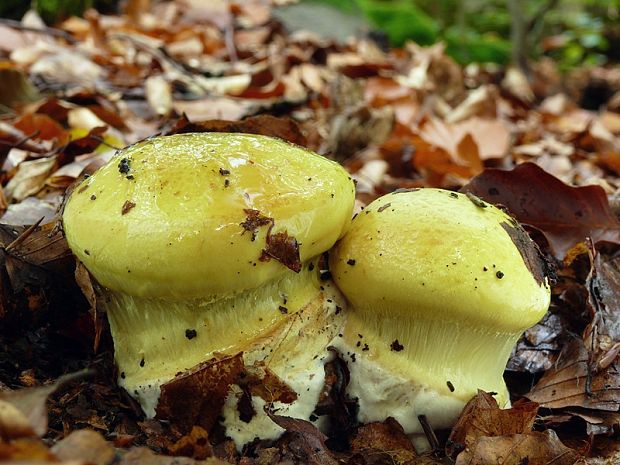 pavučinovec Cortinarius sp.