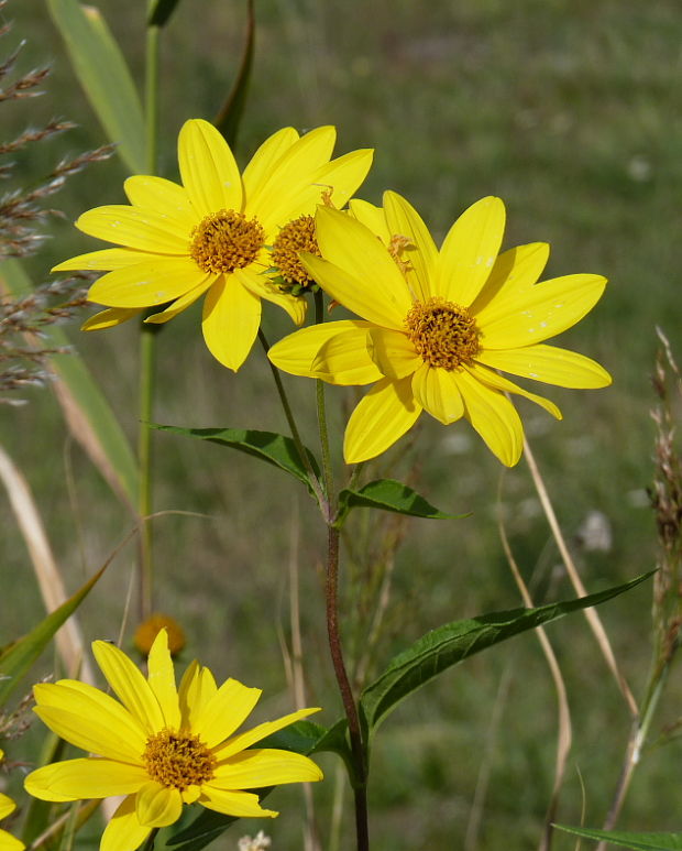 slnečnica hľuznatá Helianthus tuberosus L.