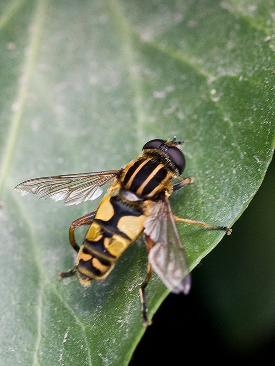 Helophilus pendulus