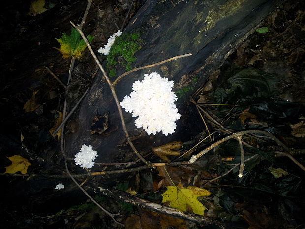 koralovec bukový Hericium coralloides (Scop.) Pers.