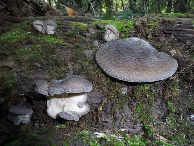 lastúrka Hohenbuehelia sp.