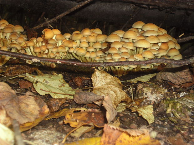 strapcovka zväzkovitá Hypholoma fasciculare (Huds.) P. Kumm.