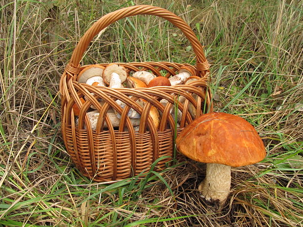 kozák osikový Leccinum albostipitatum den Bakker & Noordel.