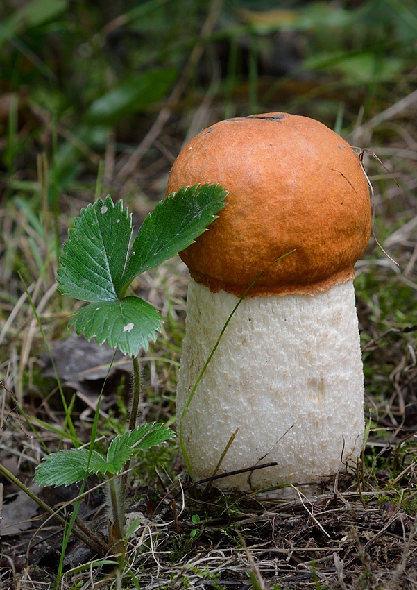 kozák osikový Leccinum albostipitatum den Bakker & Noordel.