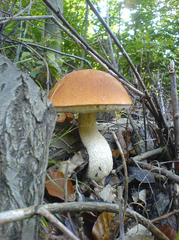 kozák osikový Leccinum albostipitatum den Bakker & Noordel.