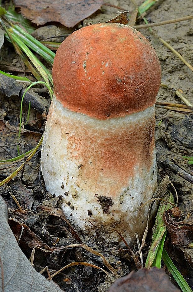 kozák dubový Leccinum aurantiacum (Bull.) Gray