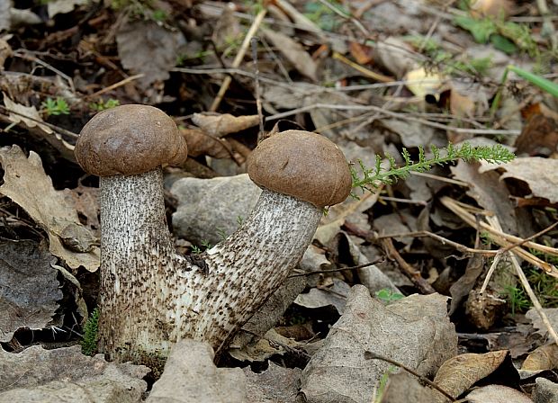 kozák topoľový Leccinum duriusculum (Schulzer ex Kalchbr.) Singer